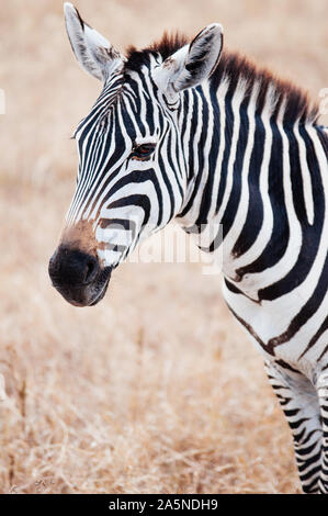 Belle zebra head shot à golden grass field dans la Ngorongoro consevation, région des savanes du Serengeti en Tanzanie des forêts - African Safari wildlife watchin Banque D'Images