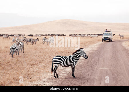 Zebra sur chemin de terre et safari en voiture tout terrain golden grass field dans la Ngorongoro consevation, zone de forêt Savane Serengeti en Tanzanie - safari africain Banque D'Images
