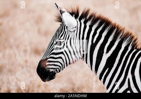 Belle zebra head shot à golden grass field dans la Ngorongoro consevation, région des savanes du Serengeti en Tanzanie des forêts - African Safari wildlife watchin Banque D'Images