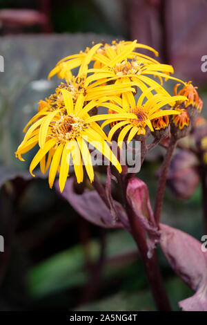 Grappes de fleurs jaune d 'Ligulaire Britt Marie Crawford' (Leopard Plant 'Britt Marie Crawford'), Ligulaire dentata 'Britt-Marie Crawford' Banque D'Images