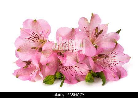 Lily péruvienne ( l'Alstroemeria ) isolé sur fond blanc Banque D'Images