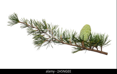 Cedrus deodara branch isolé sur fond blanc Banque D'Images