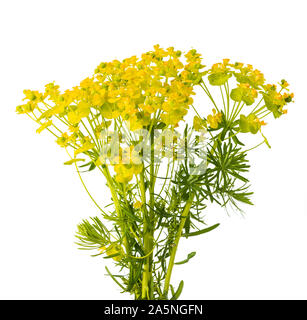 L'euphorbe cyprès fleurs isolé sur fond blanc Banque D'Images