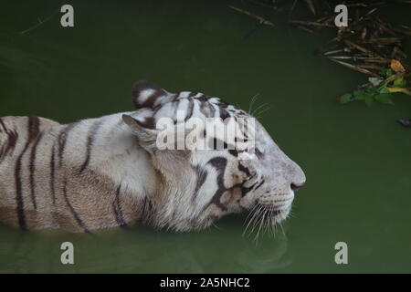 Closeup Portrait tiré d'un tigre blanc.white Siberian Tiger la natation. - Image Banque D'Images