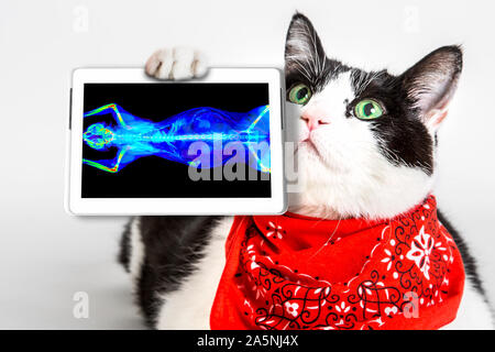 Chat noir et blanc aux yeux verts, portant un bandana rouge, montrant son image scanner dans une tablette. Fond studio blanc de diagnostic vétérinaire oncologue. Banque D'Images
