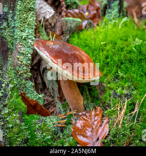 Bay Bolet avec capuchon brun pousse sur un tronc d'arbre couvert de mousse Banque D'Images