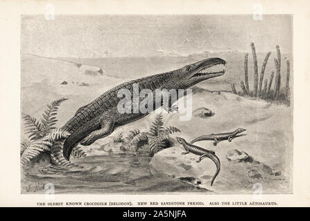 Le plus vieux crocodile, Belodon. Nouvelle période de grès rouge. Aussi le peu d'Aetosaurus ferratus. Imprimer après une illustration par Joseph Smit de Henry Neville Hutchinson's créatures d'autres jours, études populaires en paléontologie, Chapman and Hall, Londres, 1896. Banque D'Images