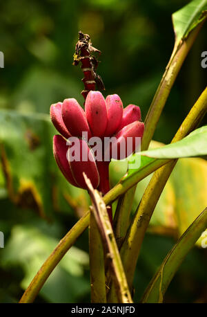 Fruits de la rose sauvage banane (Musa velutina). El Valle de Anton, Panama, Amérique Centrale Banque D'Images