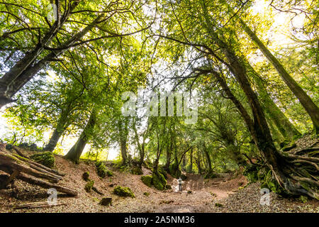 Un homme se tient dans une clairière de la forêt. L'automne à Puzzlewood dans la forêt de Dean. Banque D'Images