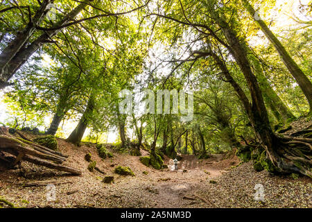 Un homme se tient dans une clairière de la forêt. L'automne à Puzzlewood dans la forêt de Dean. Banque D'Images