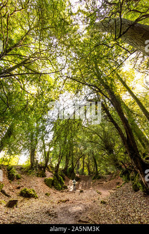 Un homme se tient dans une clairière de la forêt. L'automne à Puzzlewood dans la forêt de Dean. Banque D'Images