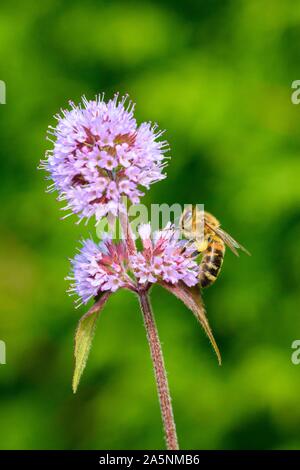 Abeille à miel (Apis mellifera) sur l'Eau de menthe (Mentha aquatica), Bade-Wurtemberg, Allemagne Banque D'Images