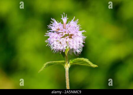 Menthe aquatique (Mentha aquatica), Bade-Wurtemberg, Allemagne Banque D'Images