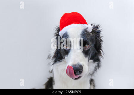 Funny studio portrait of cute souriant chiot border collie en rouge Santa Claus hat isolé sur fond blanc. Joyeux Noël 2020 et fêtes de fin d'année. Les soins aux animaux et les animaux concept Banque D'Images