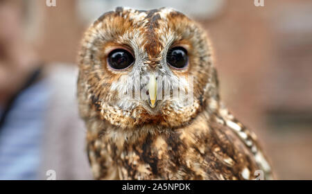 La Chouette hulotte est un hibou de la taille d'un ramier. Il a un corps arrondi / tête, avec une couronne de plumes autour de son visage sombre entourant le regard sombre. Banque D'Images