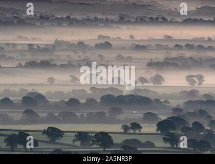 Vale Marshwood, Bridport, Dorset, UK. 22 octobre 2019. Météo France : Les arbres émergent de la brume matinale de couches à Marshwood Vale, le froid d'un matin d'automne. Credit : Celia McMahon/Alamy Live News. Banque D'Images