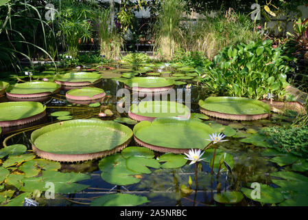 Feuilles flottantes de nénuphars, la reine Victoria Victoria Amazonica, in Tropical Lily House ou serre, Université d'Oxford Oxford Botanic Garden Banque D'Images