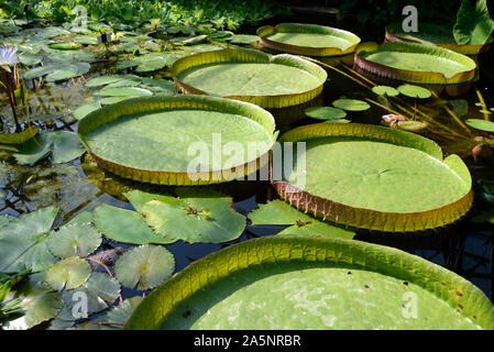 Feuilles flottantes de nénuphars, la reine Victoria Victoria Amazonica, in Tropical Lily House ou serre, Université d'Oxford Oxford Botanic Garden Banque D'Images