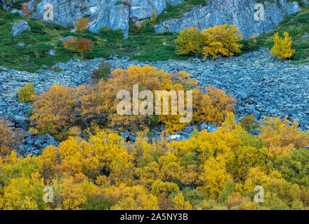 Arbres aux couleurs de l'automne, côté montagne dans les Lofoten, dans le Nord de la Norvège Banque D'Images