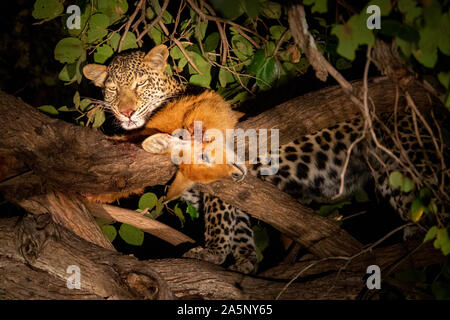 Leopard avec puku sur l'arbre dans la nuit à la recherche vers le bas Banque D'Images