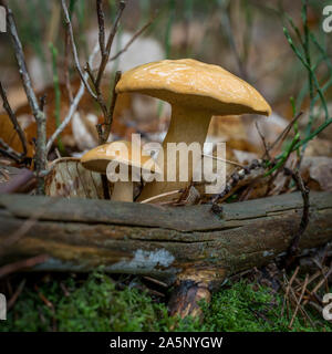 Sable deux cèpes poussent derrière une branche avec les feuilles d'automne et de la mousse Banque D'Images