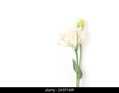 Belle fleur lisianthus (eustoma blanc) en pleine floraison avec des feuilles vertes. Banque D'Images