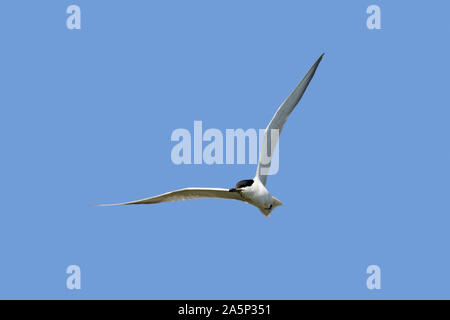 Gull-billed tern (Sterna / Gelochelidon nilotica nilotica) en vol sur fond de ciel bleu Banque D'Images