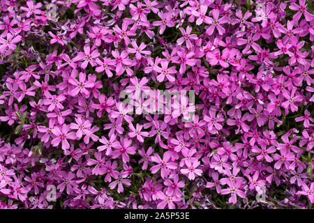 Aubrieta cultorum - petites fleurs rose ou violet Banque D'Images