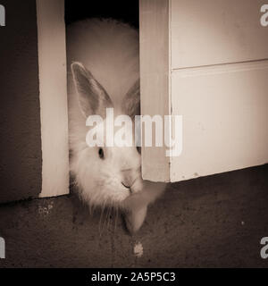 Bunny être curieux Banque D'Images