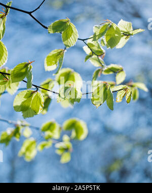 Les feuilles des rameaux Banque D'Images