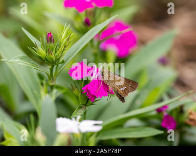 Un droit commun, papillon swift Parnara guttata, se nourrissent de nectar de fleurs dans un jardin de fleurs japonais. Banque D'Images