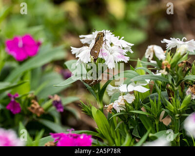 Un droit commun, papillon swift Parnara guttata, se nourrissent de nectar de fleurs dans un jardin de fleurs japonais. Banque D'Images