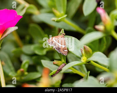 Une petite tisseuse de la betterave spongieuse, Spoladea recurvalis, repose sur les feuilles de fleurs plantées dans un jardin japonais à Tachikawa, le Japon. Banque D'Images