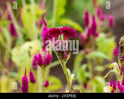 Celosia argentea var. cristata fleurs éclore dans un jardin de fleurs décoratives dans un grand parc à Tachikawa, le Japon. Banque D'Images