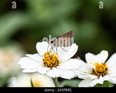 Un droit commun, papillon swift Parnara guttata, se nourrissent de nectar de fleurs dans un jardin de fleurs japonais. Banque D'Images