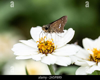 Un droit commun, papillon swift Parnara guttata, se nourrissent de nectar de fleurs dans un jardin de fleurs japonais. Banque D'Images