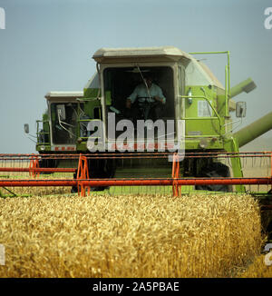 Deux moissonneuses-batteuses Claas même récolte bonne récolte de blé mûrs, gokden Oxforshire, Août Banque D'Images
