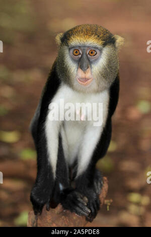 Campbell du singe Mona Cercopithecus campbelli Banque D'Images