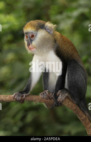 Campbell du singe Mona Cercopithecus campbelli Banque D'Images