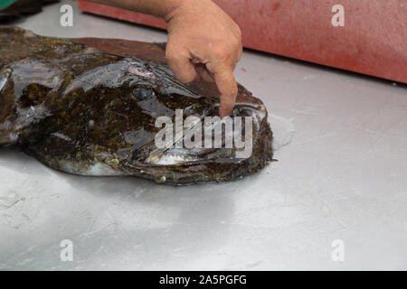 Mer de Norvège au nord de la Scandinavie Norvège poisson Banque D'Images