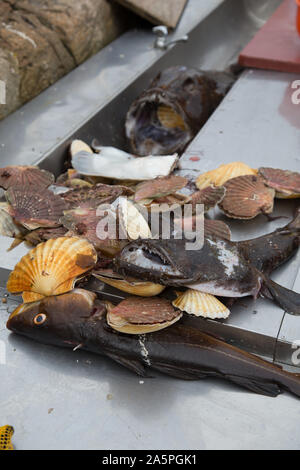 Mer de Norvège au nord de la Scandinavie Norvège poisson Banque D'Images