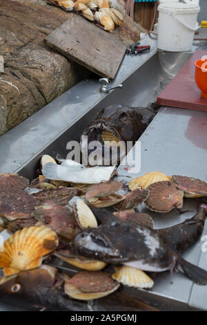 Mer de Norvège au nord de la Scandinavie Norvège poisson Banque D'Images