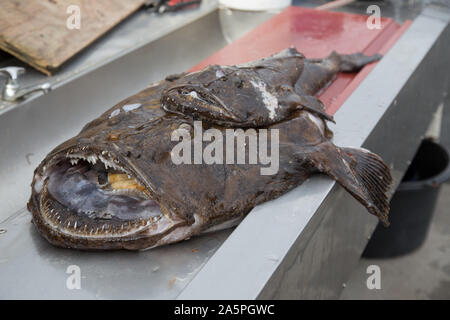 Mer de Norvège au nord de la Scandinavie Norvège poisson Banque D'Images