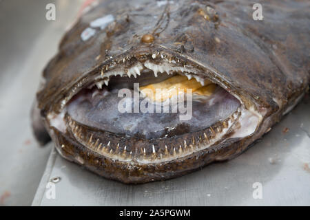 Mer de Norvège au nord de la Scandinavie Norvège poisson Banque D'Images