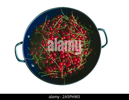 Groseilles rouges dans une passoire en bleu sur fond blanc. Baies de groseille rouge mûre. Vue rapprochée Banque D'Images