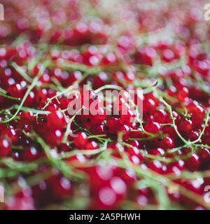 Baies de groseille rouge close up texture background. Groseille rouge berry. Petits fruits rouges frais l'été. Vue de dessus de groseilles Banque D'Images