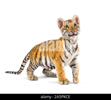 Deux mois tiger cub standing against white background Banque D'Images