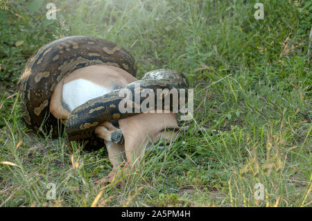 Grande Antilope étrangler Python en Afrique du Sud Banque D'Images