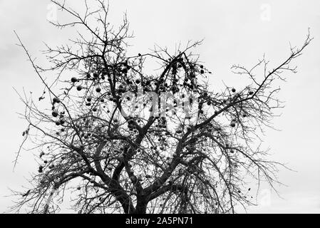 Apple Tree en décembre, Oberweser, Weser Uplands, Thuringe, Hesse, Allemagne Banque D'Images