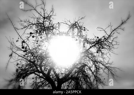 Apple Tree en décembre, Oberweser, Weser Uplands, Thuringe, Hesse, Allemagne Banque D'Images